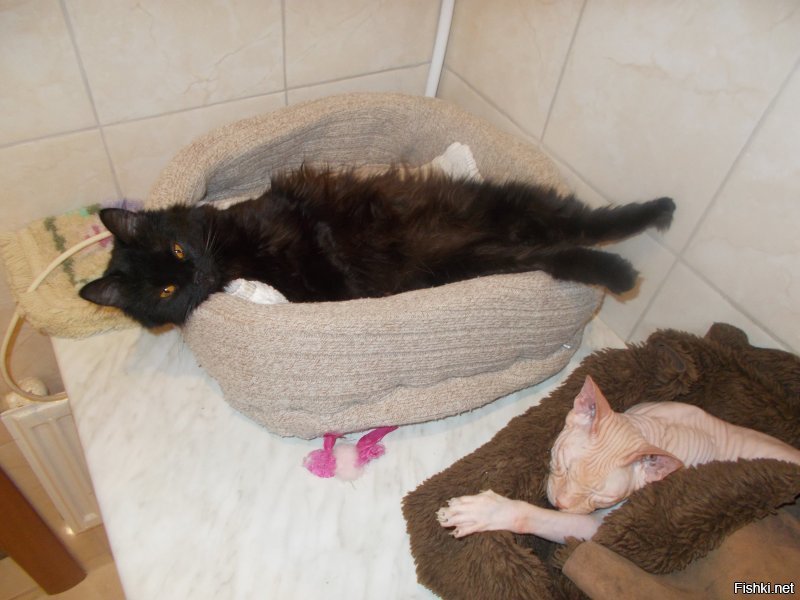 26 способов облегчить себе жизнь для котовладельцев