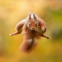 не надо кушать белок ! чем они тебе не угодили?