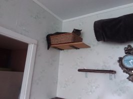 26 способов облегчить себе жизнь для котовладельцев