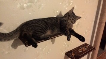 26 способов облегчить себе жизнь для котовладельцев