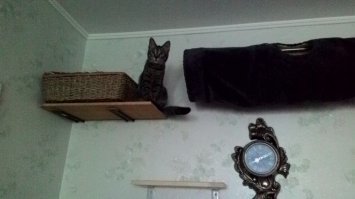 26 способов облегчить себе жизнь для котовладельцев