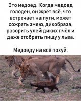 Самое агрессивное и бесстрашное животное в мире