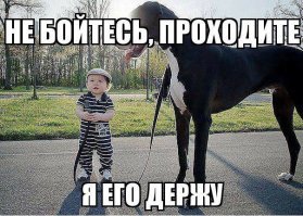 Фотосессия с собакой пошла не по плану