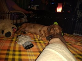 Уже вторые сутки в этой позе я лежу,
Нога немеет и хочу отлить.
Но потревожить я его себе позволить не могу,
Придётся ногу мне свою отгрызть.