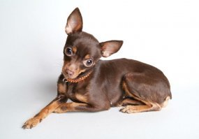 Самая страшная собака! Эта не только чужих, но и своих кусает!:))