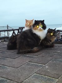 Зеленоградские уличные коты. Фотомодели, дружная банда, охотники и просто милахи.