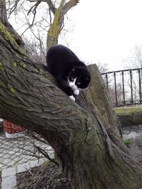 Зеленоградские уличные коты. Фотомодели, дружная банда, охотники и просто милахи.