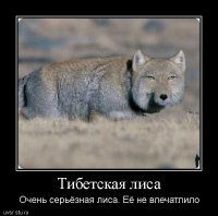 Прикольные и смешные картинки
