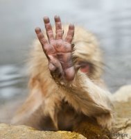 Прикольные и смешные картинки