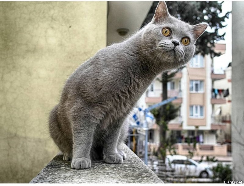 Где ?