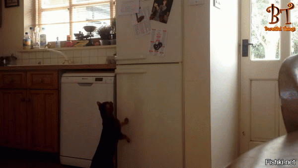 Дверь в комнату и у нас кошка открывала, но чтоб вот так вот холодильник!..