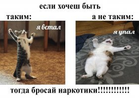 26 способов облегчить себе жизнь для котовладельцев