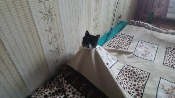 а вот у меня дибилушка )))