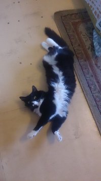 а вот у меня дибилушка )))