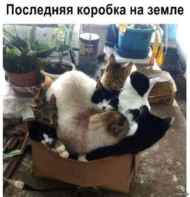 Прикольные и смешные картинки