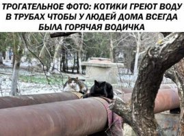 Обаятельные котики