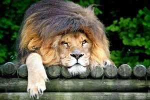 Мужика бы им...