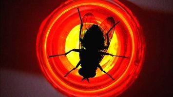 Вот эту серию (Fly) лучше всех запомнил. Очень занудная, очень противная. Буквально, раздражающая. Довольно сильно выбивалась из ровной линии повествования сериала.