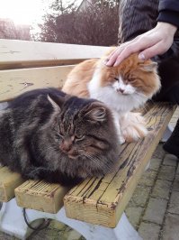 Зеленоградские уличные коты. Фотомодели, дружная банда, охотники и просто милахи.