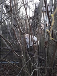 Зеленоградские уличные коты. Фотомодели, дружная банда, охотники и просто милахи.