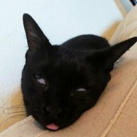 Кошка не закатывает глаза, а закрывает их третьим веком. *рукалицо*