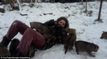 Жуткое нападение волков на человека!