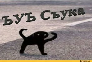 Медведь воспользовался проверенной тактикой и отогнал от себя двух тигров