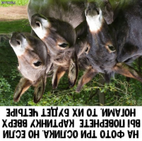 если смотреть вот так, то три