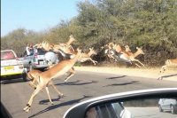 Быстрый юноша не смог пробежать дорогу на красный свет