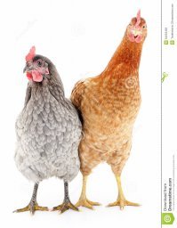 Думаю вы догадаетесь что к чему. Фото с множеством напыщеных индюков не нашел, их же там много выбежало.