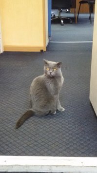 Такой вот жил у нас на офисе, пока подыскивали ему новый дом. Он в районе 11.00 приходил и вскрабкивался мне на колени, где спал до обеда, пока я работаю. Ещё чуть-чуть, и я бы уже не смог его отдать новым хозяевам.