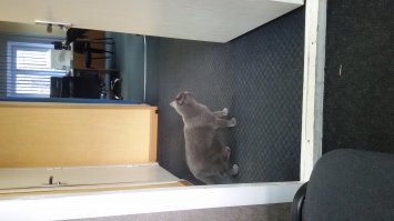 Такой вот жил у нас на офисе, пока подыскивали ему новый дом. Он в районе 11.00 приходил и вскрабкивался мне на колени, где спал до обеда, пока я работаю. Ещё чуть-чуть, и я бы уже не смог его отдать новым хозяевам.