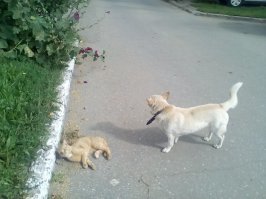 Собака - точная копия моей, вот кот рыжий. Всё в точности описано! Фотка мерзкая, знаю, не для публики делалась