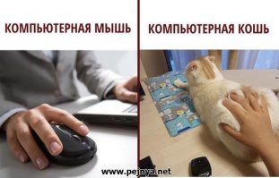 Как на самом деле вы выглядите для своей кошки