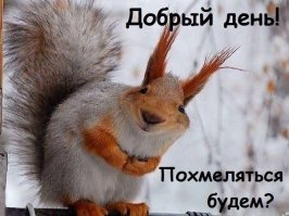 30 очаровательных и забавных белок с человеческими эмоциями