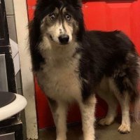 А я думал будет про этого симпатягу статья.