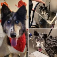 А я думал будет про этого симпатягу статья.