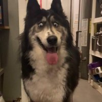 А я думал будет про этого симпатягу статья.