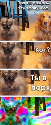 Прикольные и смешные картинки