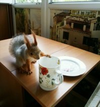С белкой дома не соскучишься.