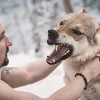1 нехрен шляться где попало ( еще раз попадет)
  свалить куда нить (по пути откладывая кирпичи)
я 1 раз отсиделся на дереве до утра,утром 

свалили
так то волки редко нападают,но если напали
 помните волк это Зверь, для него вы всего лишь 

пища..
 иногда помогает наглость

2 и вправду иногда помогает крики визги шум
( заодно на помощь позовете) главное смотрите в 

сторону зверя,не отворачиваться,если есть 

сигареты закурите ,подожгите что нить вонючее 

(костер если успеете конечн)

3 если бой неизбежен., встаньте спиной к дереву 

кусту скале палатке,тольк не впритык,прыгает он 

далеко.,
 обмотайте левую руку (если есть чем) что можно 

запихнуть в пасть,,возмите палку корягу камень 

что валяется под ногами,ремень если бляха 

тяжелая..
 не стойте прямо, чуть в присяди как будто это 

вы собрались нападать.,
 если есть возможность(от слова если)

постарайтесь представить что это маленький 

человек(легче психологически) и веселую злость 

или ярость,перестаньте думать о последствиях,
представьте что это волк жертва.
 хорошо срабатывает удар по носу, ногой  по 

животу,по хребту палкой,если упали хватайте за 

кадык шею яйца (да что угодно)выкручивайте и 

рвите,пихайте в пасть  ткань палку камень землю 

(если припрет, кулак или руку в глотку 

толкайте-но это очень больно)
 как только появилось возможность валите.

-хотя все это хрень и вылетает из головы когда 

происходит,
-единственое что я успел  - это яйца сжать и 

разозлиться..

4 в походе всегда делайте шест(нижнюю сторону 

заточите),главное чтобы вам удобно было,и идти и 

махать и по хребту дать (впередиидущему чтоб 

быстрее шел)
лагерь оградить можно веревками на разной 

высоте,ветками, мусором.
про костер добавлю, положите в них несколько 

палок( только кончиками) бросте в костер 

пластмасу синтетику резину(щас куча мусора везде 

млять оставляют удоты) ( показывайте фигу в 

сторону зверей (по поверьям куда фига туда дым))
издавайте шум (может еще кто прибежит на обед)

5 Помните,собаки для волков - это Еда,
держите их при себе.

написанно из собственного опыта,для обычных 

городских.,
  ( старперы походов  диванные войска и так все 

знают )

з.ы.
 Встреча с диким животным,а вы с подругой, 

другом??
у вас всего лишь маленький пистолет и вы не 

уверены что попадете ?
 Всего лишь один выстрел в ногу...
и вы неспешной походкой победителя идете домой 

(вешатся)  
      ((злая шутка))

...
     И я был страшен в этот миг;
     Как барс пустынный, зол и дик,
     Я пламенел, визжал, как он;
     Как будто сам я был рожден
     В семействе барсов и волков
     Под свежим пологом лесов.
     Казалось, что слова людей
     Забыл я - и в груди моей
     Родился тот ужасный крик,
     Как будто с детства мой язык
     К иному звуку не привык...