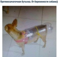 Смысл экономить на любимой собаке 450 рублей?