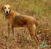 Таки это не лабрадор ни разу! Это русская гончая