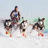 есть конечно, из даже в обязательном порядке на беговых собак одевают.