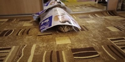 Вот эта живность, живущая в коробке из-под чокопая и под листиком - это Куся )