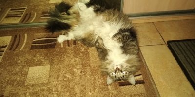 А эта кошкожопа с несчастной мордой (не верьте ей, она симулирует ) это Клёпа.