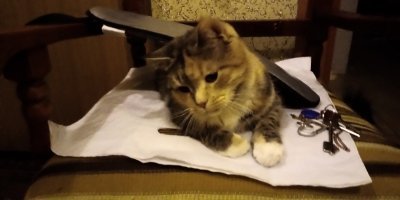 Вот эта живность, живущая в коробке из-под чокопая и под листиком - это Куся )