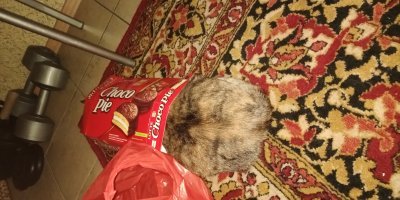 Вот эта живность, живущая в коробке из-под чокопая и под листиком - это Куся )