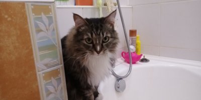 А эта кошкожопа с несчастной мордой (не верьте ей, она симулирует ) это Клёпа.