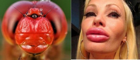 Завораживающие макрофотографии с помощью обычного смартфона и самодельных объективов